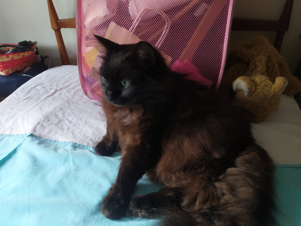 CatElisabetta's tweet photo. @KusunoTohiro What a romantic photo, Akaru has grown so much, and what a bright sun!
I hope you and your sweet cats have a wonderful day!
It's raining here tomorrow, but I'm still happy because I've started writing on X again!
Greetings from Grigina, Stella, Tohiro, and Nerino! https://t.co/uXK8kXScSN