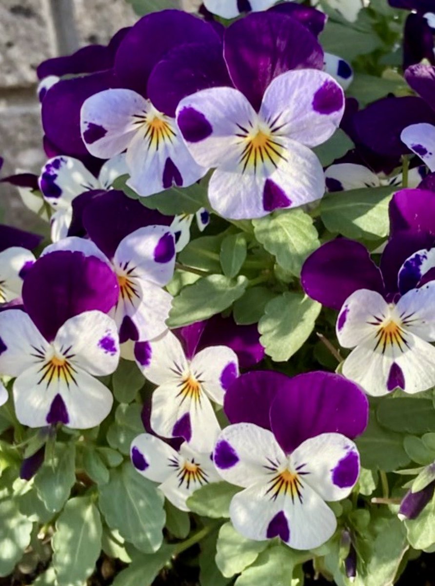 ワニ君 (@Ekh5Y55rvYFHbgc) / Posts / X