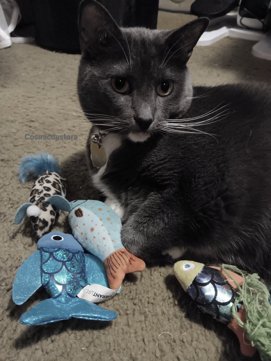 CosmicDustAra's tweet photo. ॐ️
#cosmiccatvenus #catsofbluesky #cats #fishtoy
'with her collection of fish'. .....
"No one touches my fish but me!" ~Venus https://t.co/AK9xs31MDM