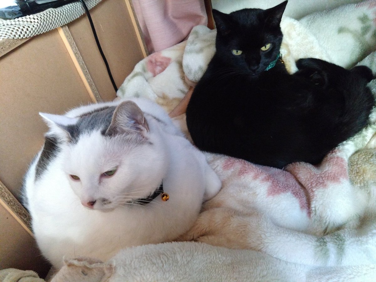 なかよち⸜( *´꒳`*)ฅ