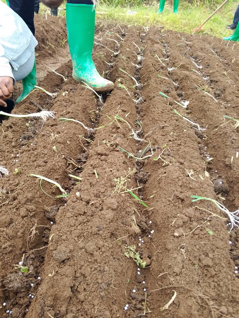 AgriPeakClub's tweet image. This 13rd December,  2025, #RCSSA conducted an on-farm onion transplanting session on its Model Farms ,

 learning proper techniques and market-driven production strategies to turn research into profit. 

#WeForChange #Engage #Empower #AgriPeak