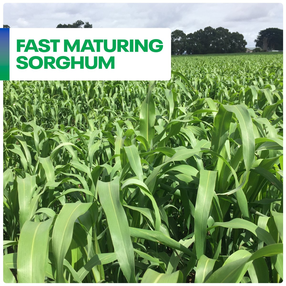 DLF Seeds tweet media