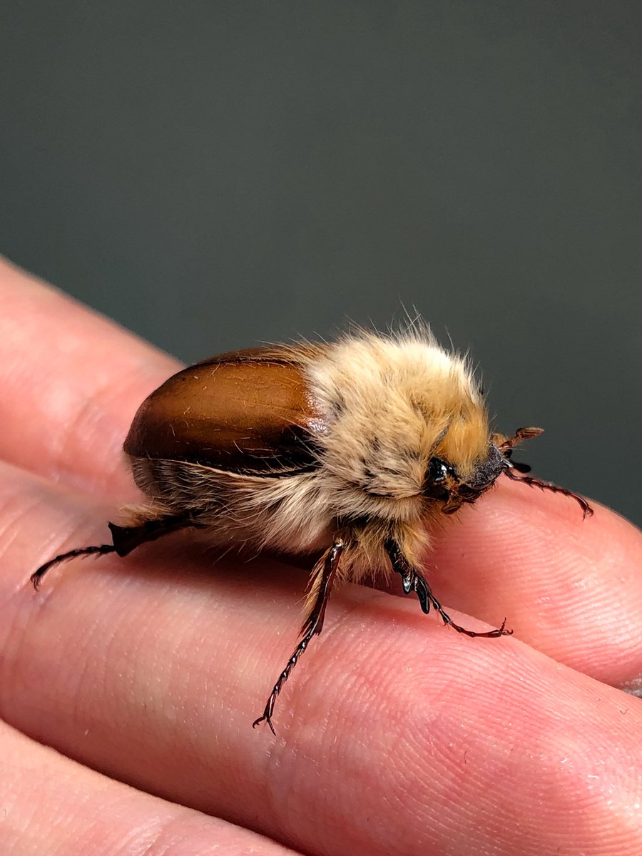 ライオンコガネの立体展足標本 今回の個展も用意はできたのですが