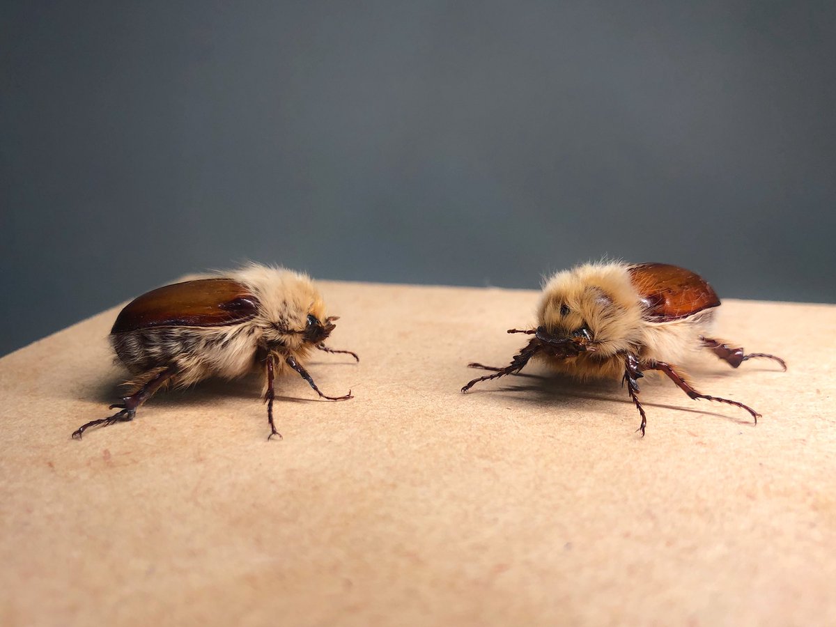 ライオンコガネの立体展足標本 今回の個展も用意はできたのですが