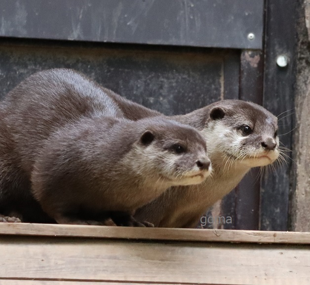 かわうそ(・ᴥ・) (@iF9kOxq2miU6JaD) / Posts / X