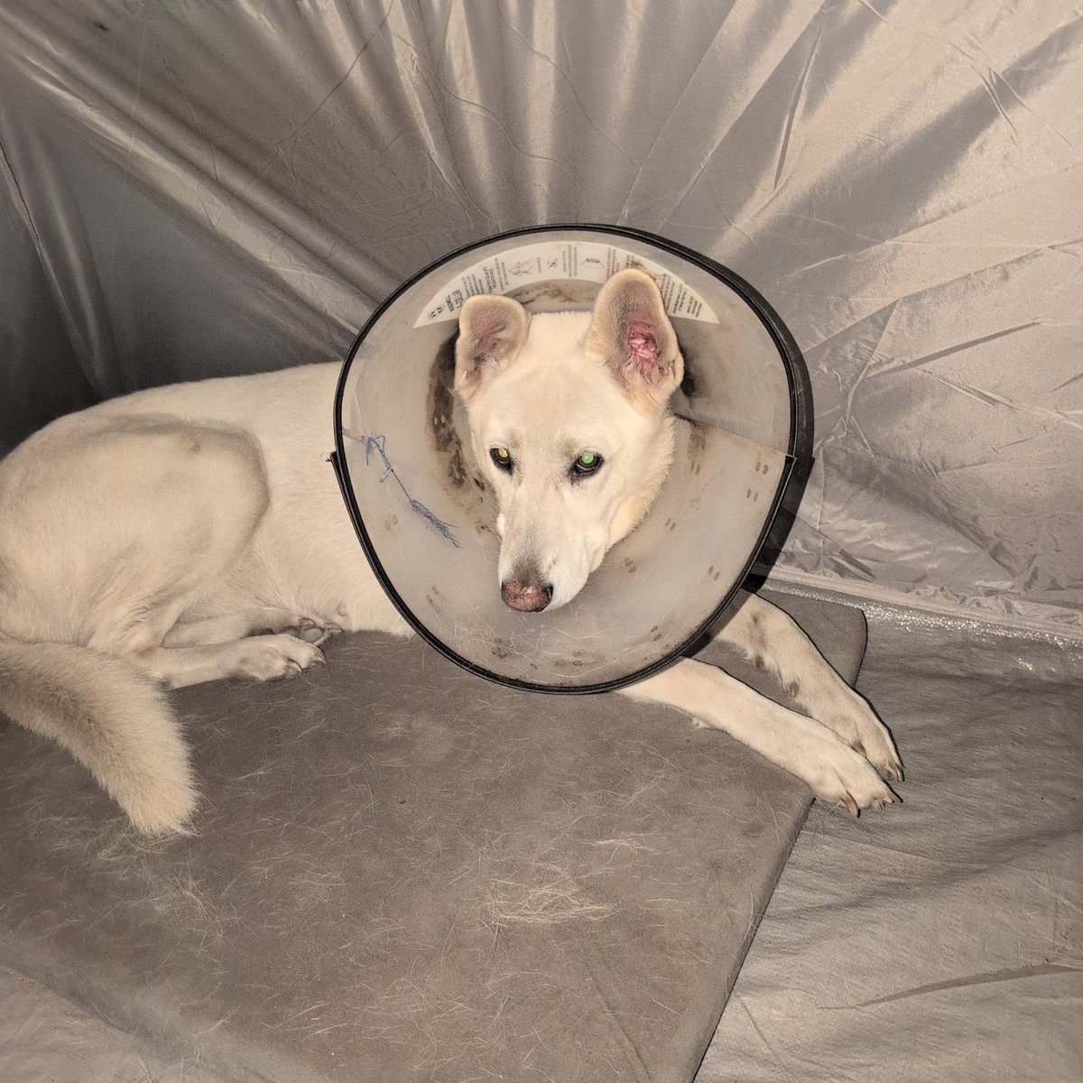 TheOnlyHoBo45's tweet photo. @Stick4Veterans A good from the day, except the cone needs cleaned. https://t.co/bRtSJMYcpe