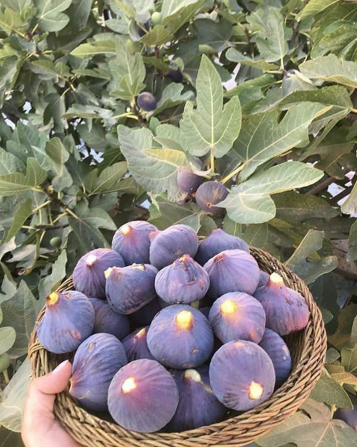 Sweet Nector tweet media