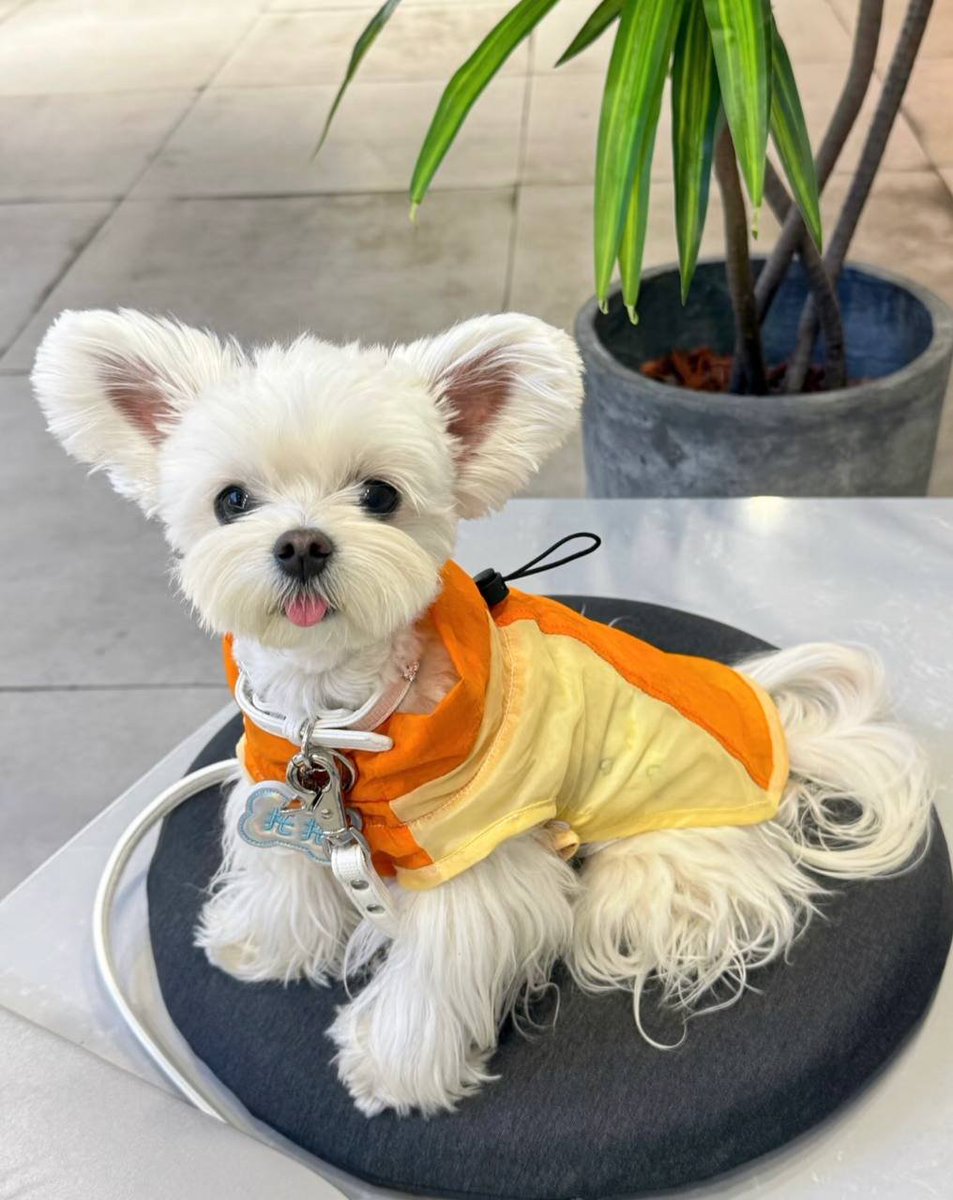 Short legs, endless happiness.