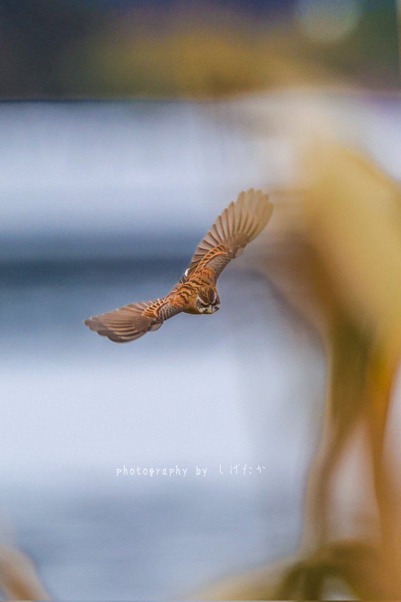 むぎ (@mugimugi_z) / Posts / X