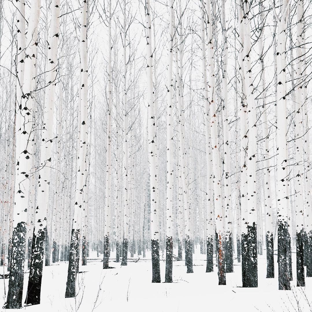 beautiful aspen trees in winter