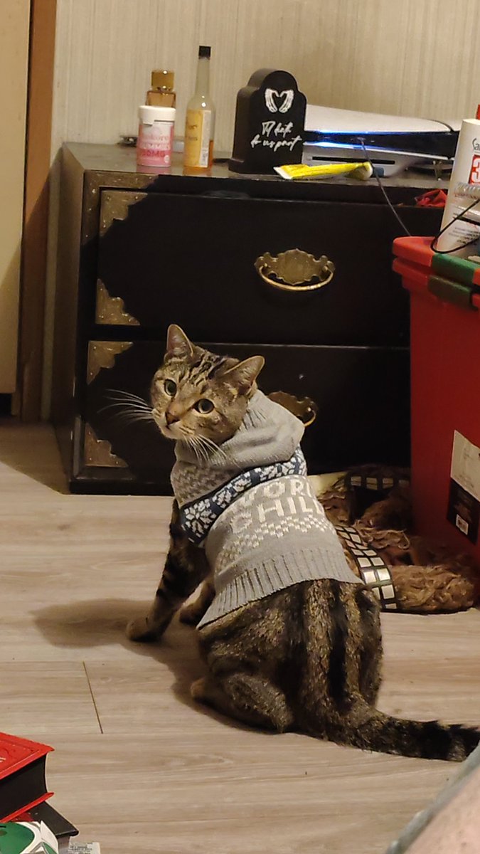 Maki the Proud Cat Dad (@maki_bean) / Posts / X