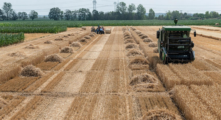 Giftige Metalle im Weizenkorn dlvr.it/TPq6Sl