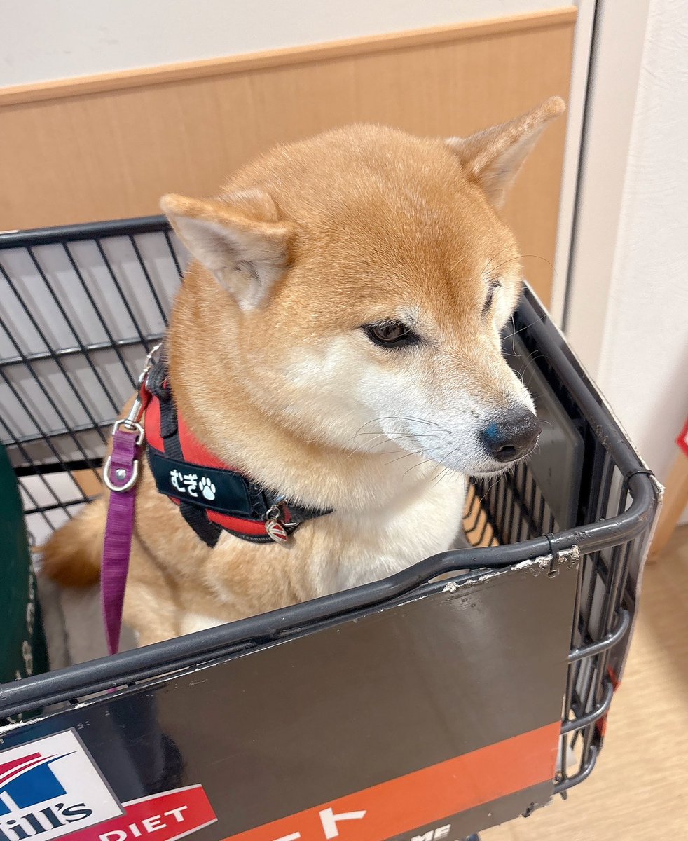 柴犬むぎ 柴犬むぎ (@shiba_inu_mugi) / Posts / X