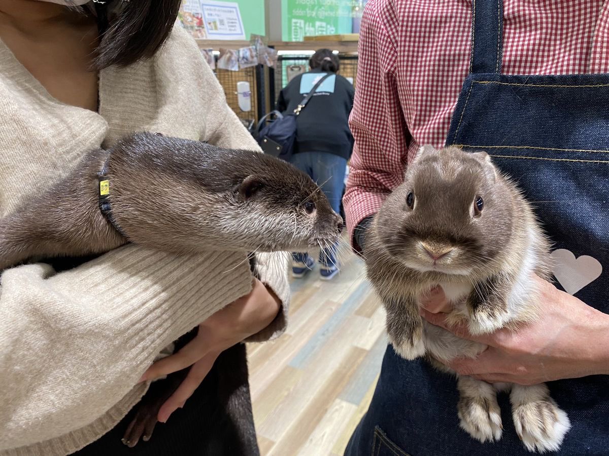 Why you should have a rabbit (@shouldhaverabit) on Twitter photo 