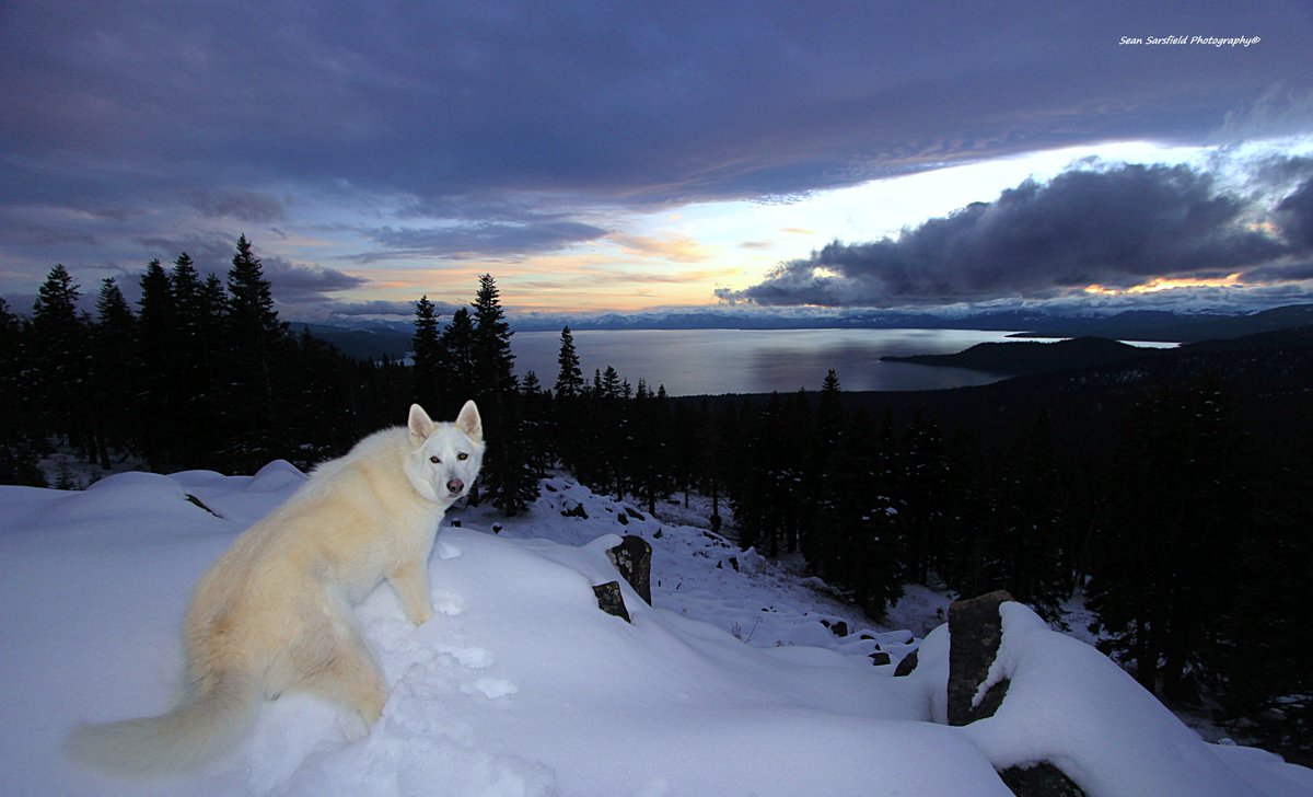 Enter The Lake Tahoe Gallery  
sean-sarsfield.pixels.com
Metal Prints  Canvas Wraps  Puzzles  
Sweatshirts  Tote Bags  Towels  
Phone Cases  Yoga Mats  TShirts  
#Nature #Wolves #Dogs #Sierra #Hiking #Photography #Soul #Travel #Painting #Portraits #Craft #Art #WaterProtector