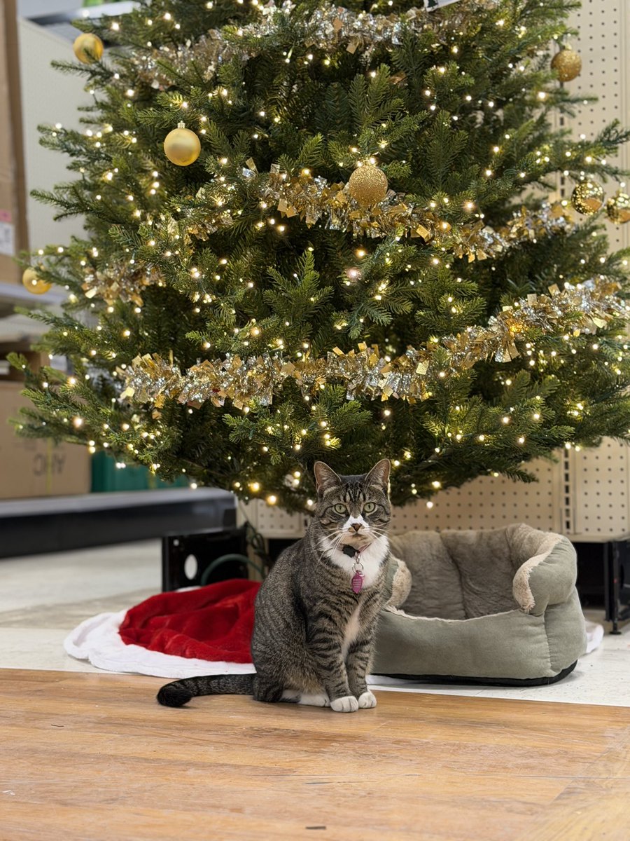 AubuchonHrdware's tweet photo. Our store cats are feeling the holiday spirit! 🎄✨ #storecatsunday https://t.co/wxpzhMSlbO