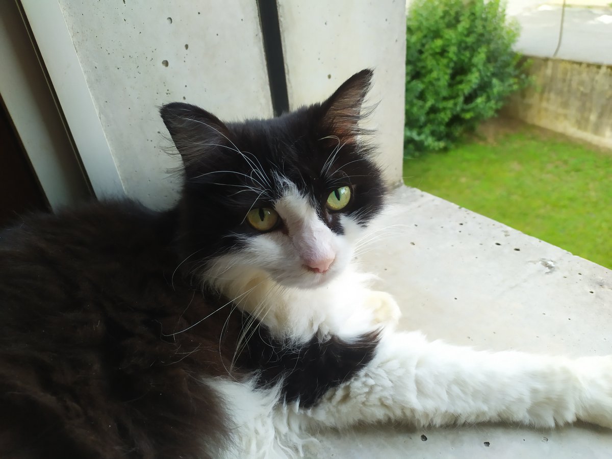 CatElisabetta's tweet photo. Il mio adorato Tohiro, un angelo di gattino è volato in cielo il 19 Luglio 2024!🌈😭❤️
La vita ti da, la vita ti toglie.
Bisogna accettarlo e tenere sempre vivo il ricordo di chi amiamo! Vivo per sempre!💫 https://t.co/w1HF5QRmDQ
