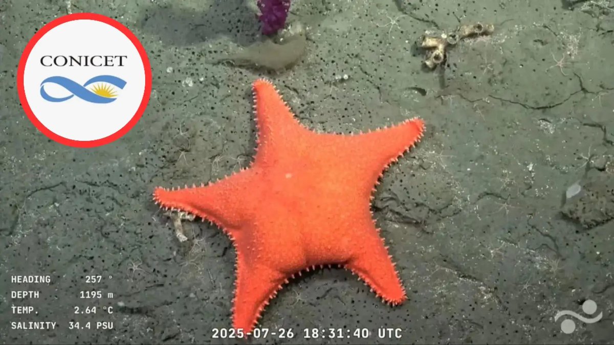 El stream del CONICET se lleva el Martín Fierro a Transmisión Especial. #MartinFierroXOlga