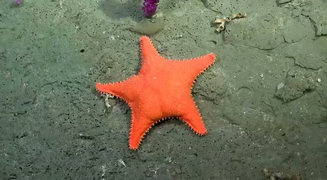 Ganó un Martín Fierro la Estrella Culona del Conicet, ganó la ciencia.