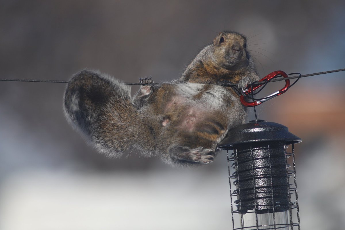 earlofphotos's tweet photo. Just because the bird feeder is squirrel-proof doesn't mean they won't try 🐿️

📷 Canon 6D mk II, Canon 300mm f/4L

#squirrel #nature #wildlife #squirrels  #backyardphotography #Canon https://t.co/bCMalAKxIs