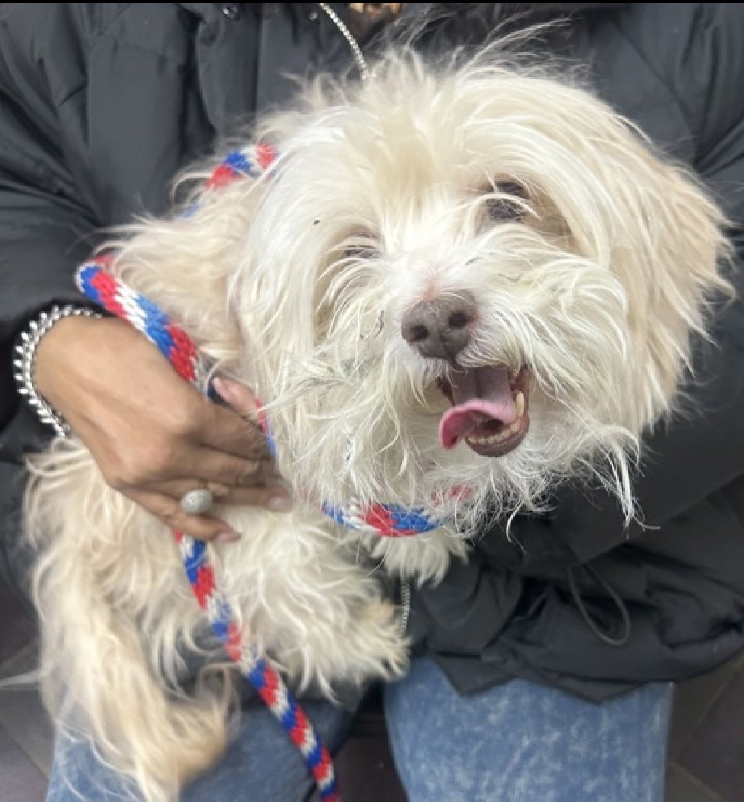 nyc_lilpaws2025's tweet photo. Meet Tokiyo (243214)
He is a 7 yr old boy, weighs 9.2 lbs
He has been at #NYCACC 4 days
Playful &amp; cute
Can you help Tokiyo find his furever home for Christmas? 
https://t.co/xa3gwhFyxX
#Pledge4Rescue #foster #adopt https://t.co/vsUSAsgKLa