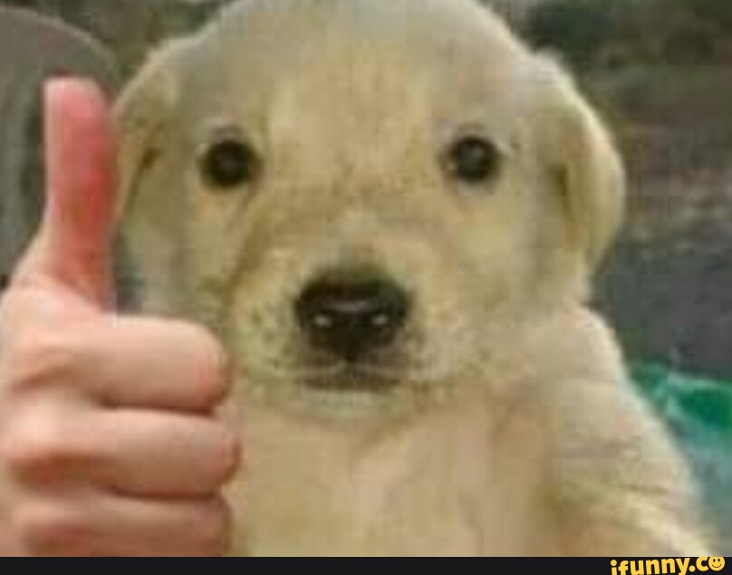 DudeKork tweet media