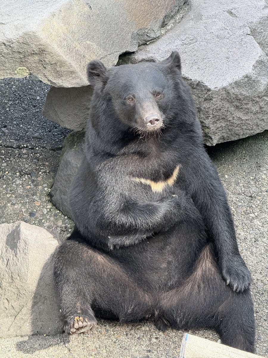 もんくまちゃん (@wnZpfcF2ERBgEUG) / Posts / X