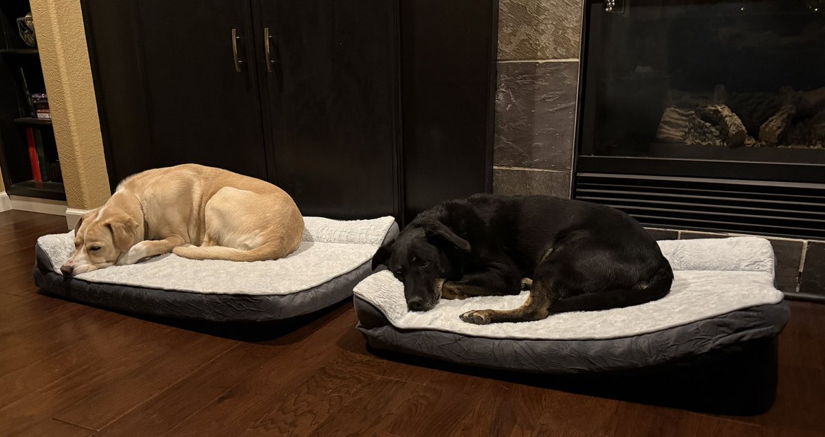 BeatrizInCO's tweet photo. @ChaseForLiberty Lucy and Scout testing out their new beds. https://t.co/NJoeN4nPBC