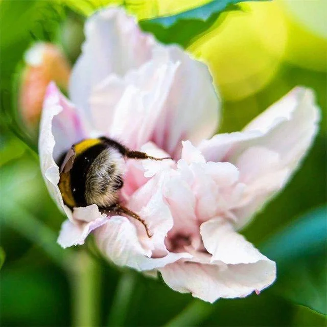 AcervoCharts's tweet photo. Quando abelhas solitárias se cansam de voar e carregar pólen, elas dormem nas flores. https://t.co/YFastrqai6