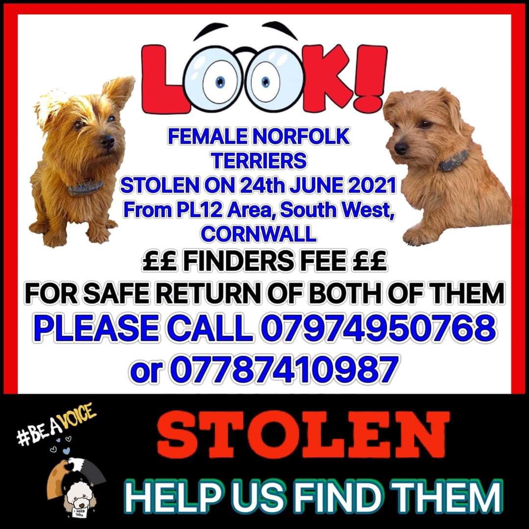 MissingPetsGB's tweet photo. Where are Margie &amp; Ruby? 

Distinct breed- missing 4 years!! Why has no one come forward? How can TWO dogs disappear with no trace? MARGIE &amp; RUBY TWO RED LONG HAIRED NORFOLK TERRIERS STOLEN IN CORNWALL IN 2021 #MargieandRubyMonday https://t.co/mOP79mdyvx