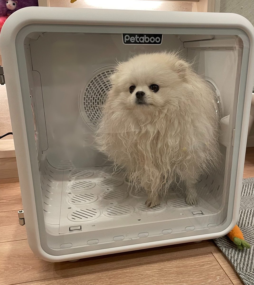 ポメラニアン ちょむ (@chomupomexx) / Posts / X