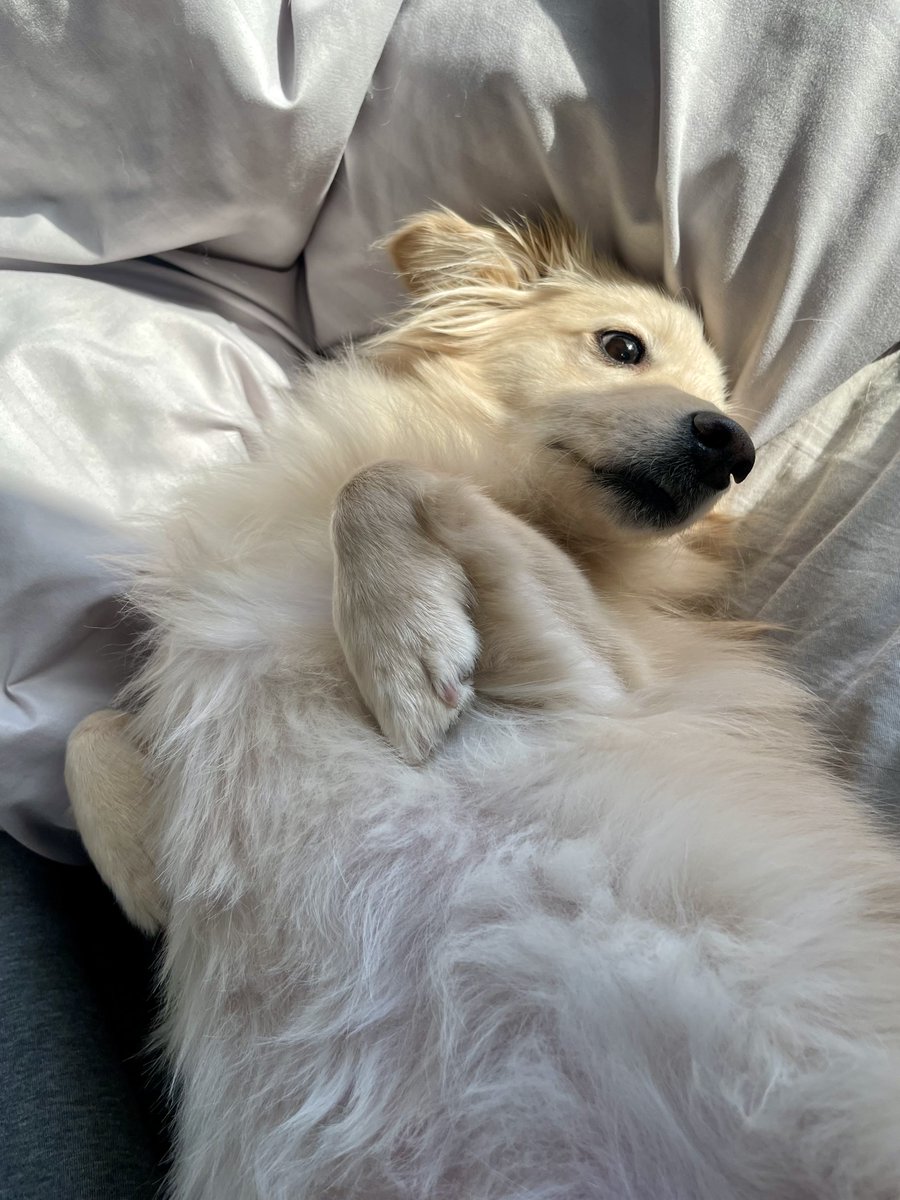 ポメックスのとろろくん (@monaka_0507) / Posts / X