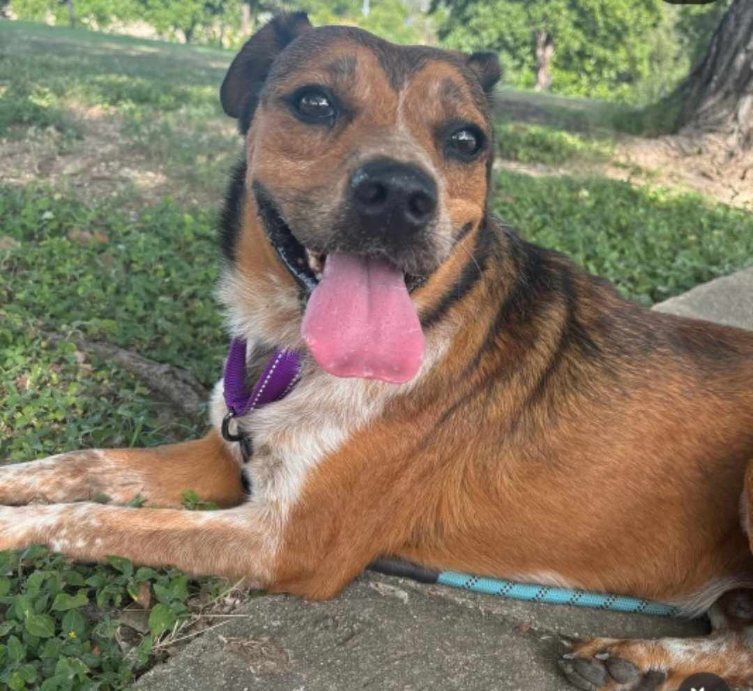 VoiceRescue's tweet photo. 1806 days in rescue.
Meet Ranger!
Age: 9-10 years
Weight: 53 pounds
Breed: Red Heeler Mix
Key Details:
- Heartworm negative
- Microchipped
- Neutered
- Up to date on vaccinations
- Located in Texas (out-of-state transport available)
Personality:
- Affectionate, loving, and loyal
- People-oriented, adores human interaction
- Gentle with kids, excellent family pet
- Gets along well with female dogs
Interests:
- Leisurely walks and outdoor strolls
- Belly rubs and cuddle sessions
- Playtime, though occasional chasing instincts may arise
Ideal Home:
- Families with or without kids
- Households with female dogs
- No cats due to occasional chasing instincts
- Owners seeking loyal companion
Ranger Promises:
- Unconditional love and loyalty
- Endless cuddles and snuggles
- Faithful companionship on walks
Adopt Ranger today and welcome a warm, loving heart into your family!
In Texas, out of state transport available.
Adoption fee: $200
Transport fee: $250
The link to adopt is below!
https://t.co/ZQ0tONdbUz
For more information, email: voiceforanimalsrescue@gmail.com