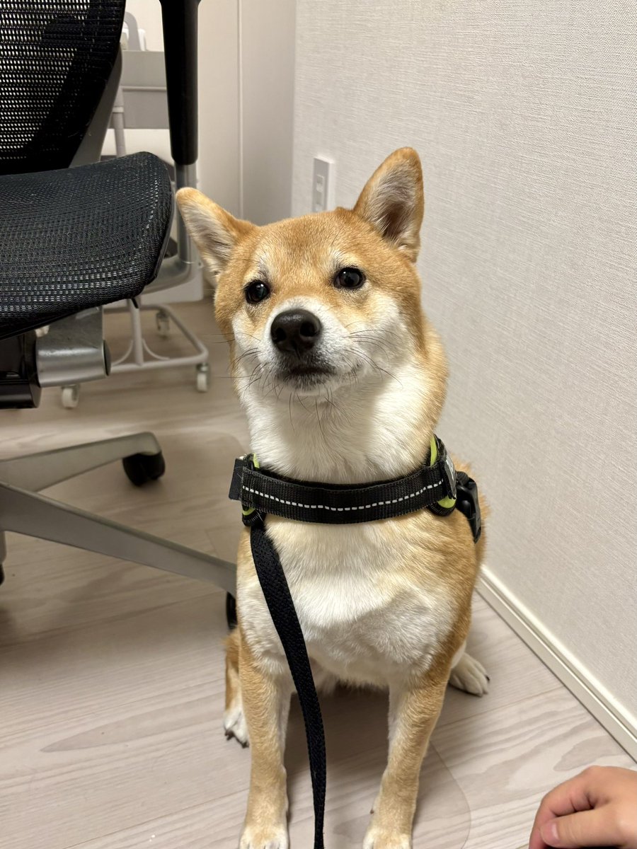 しば犬です。私の汗と涙が染み付いています。 しば犬です。私の汗と涙が染み付いています。