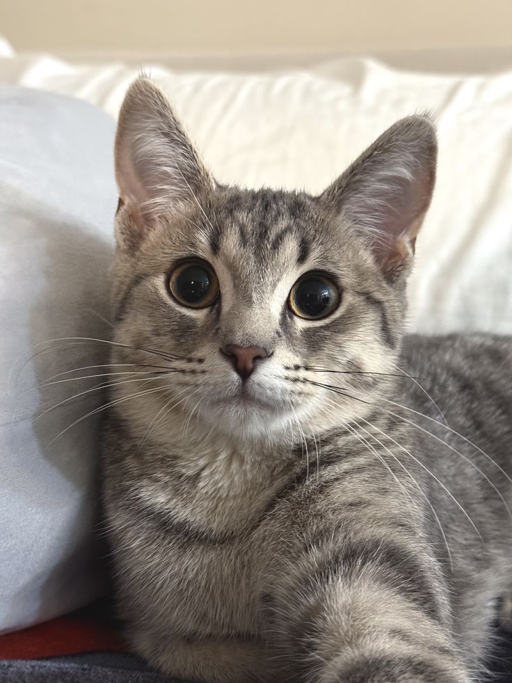 lunarfq's tweet image. Say hi to LUCA or have a terrible 2026