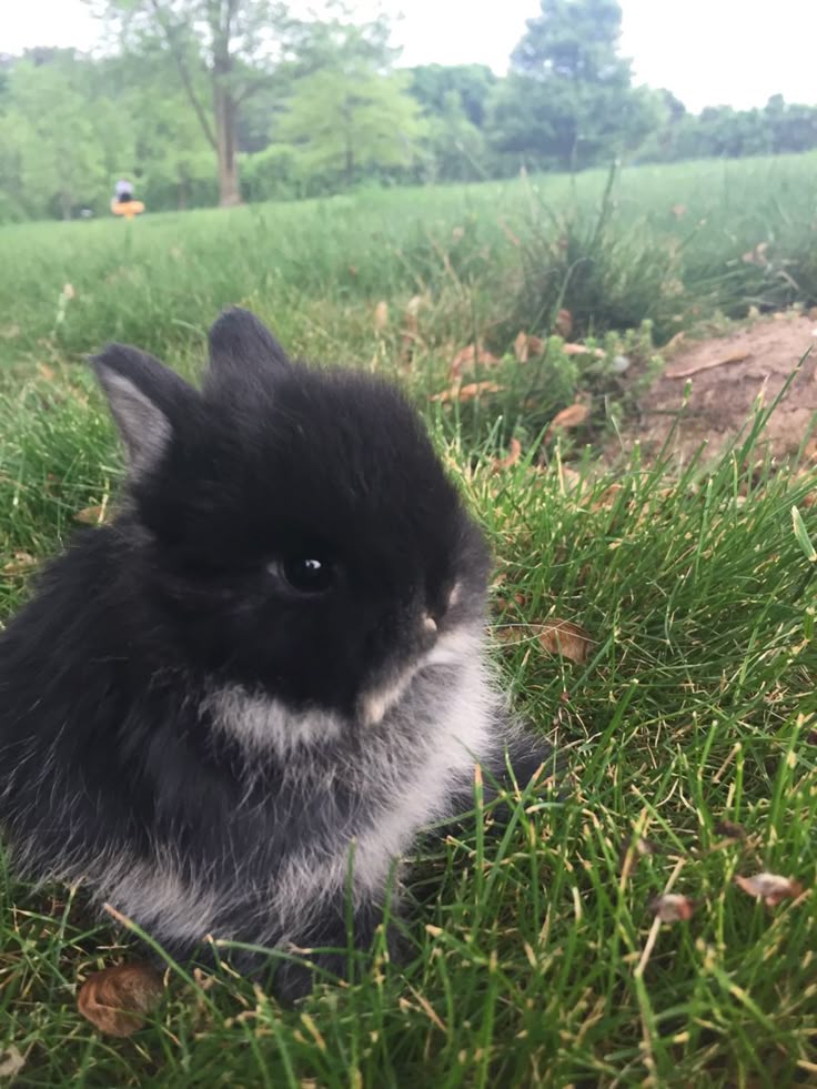 DE4TH_GRIPS's tweet image. she looks so bunny here im gonna die 😭😭😭