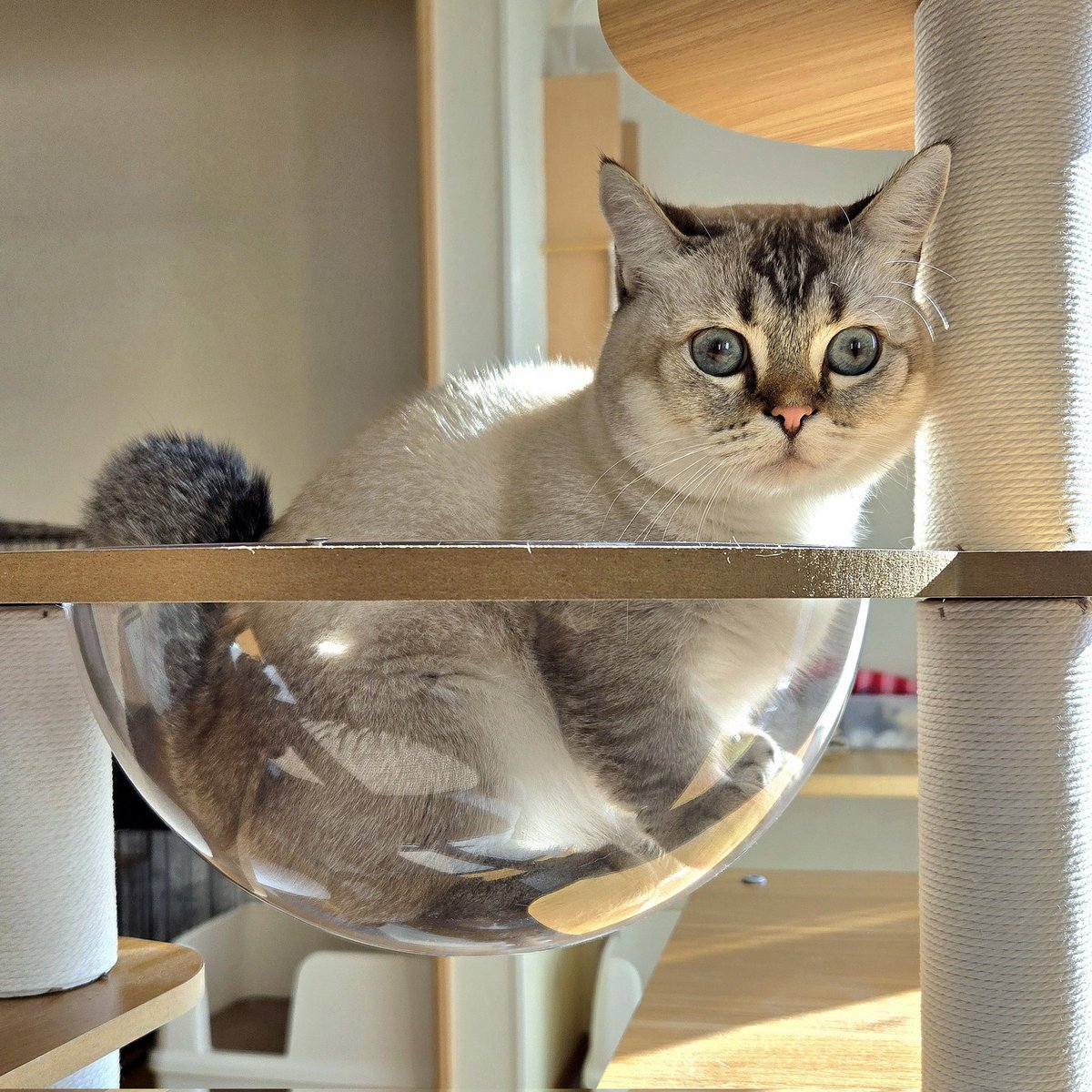 まるです(´◡` )♩ まるママ (@maruchannel0820) / Posts / X