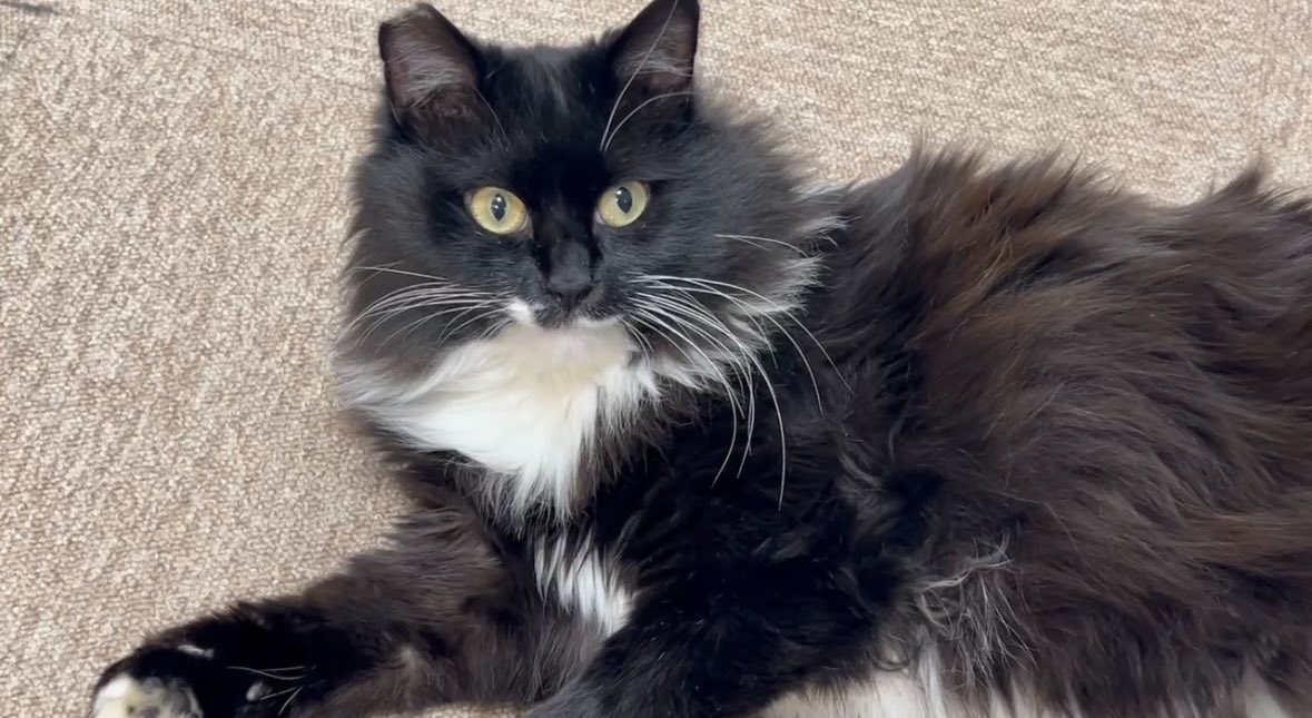 猫好きさん集まれー🐈🐈 Community on X - 20.7K Members