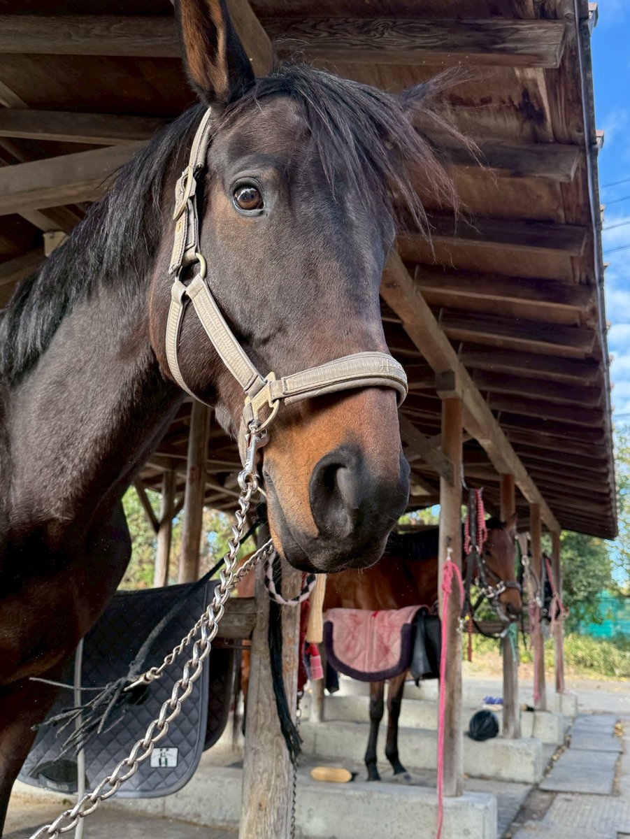 seikeiuma's tweet photo. 【入厩報告】
トップスティールが入厩いたしました。
6歳のセン馬です。
競馬から上がって半年ほどで、大きくとてもおとなしい子です。 https://t.co/szCyKjDYfP