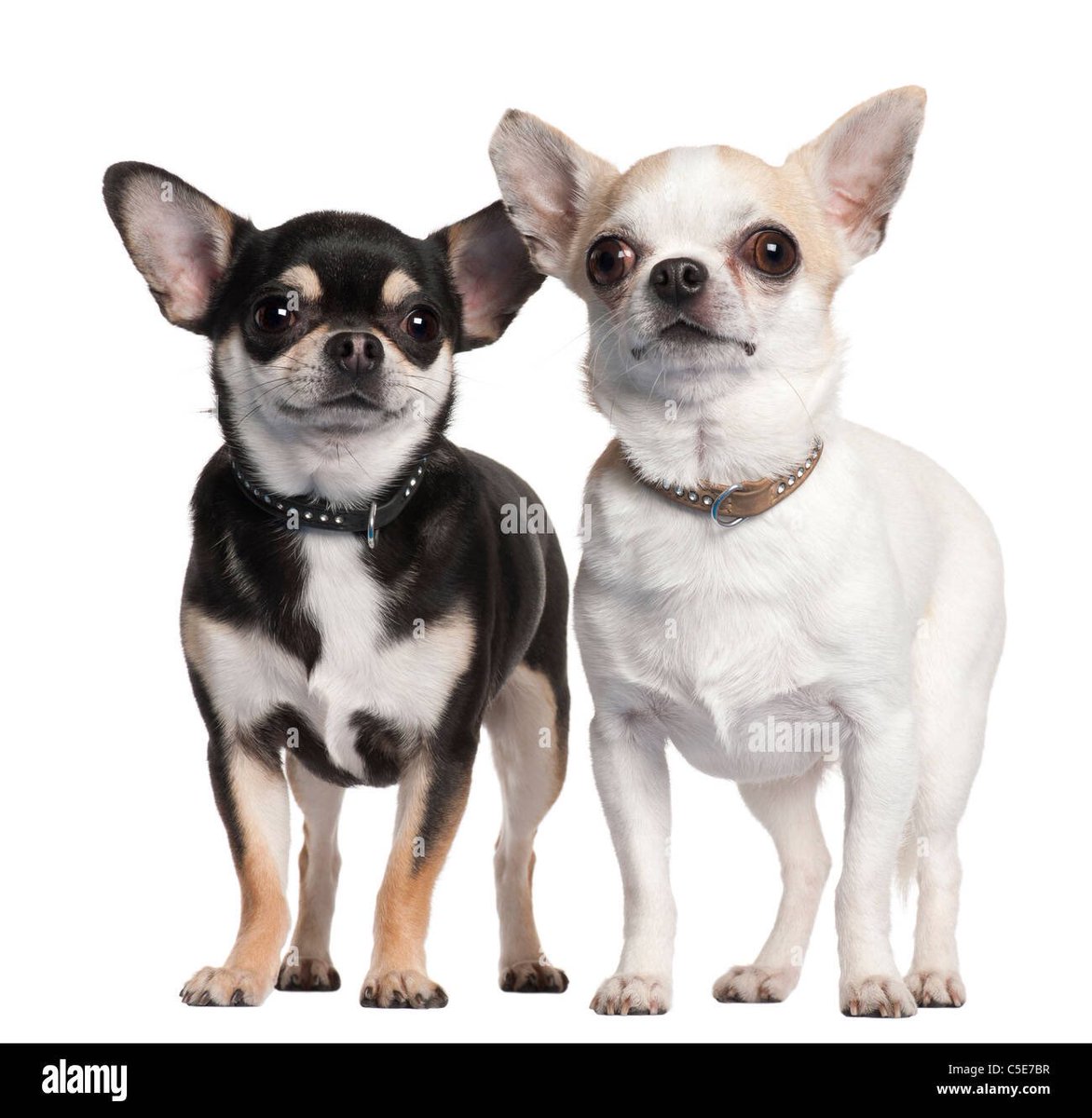 Redbeard315's tweet image. Stefon Diggs and Mack Hollins barking on the sidelines earlier today. #BillsMafia