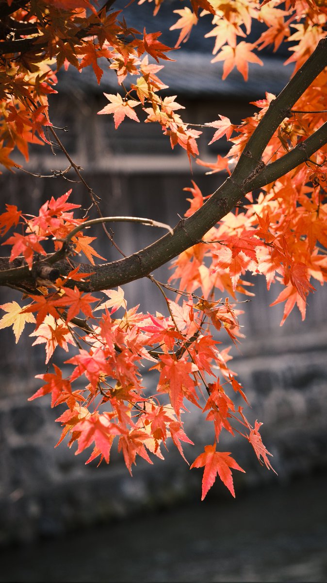 Taskuku's tweet image. #Japan #kyoto #autumnfall colors were unreal.