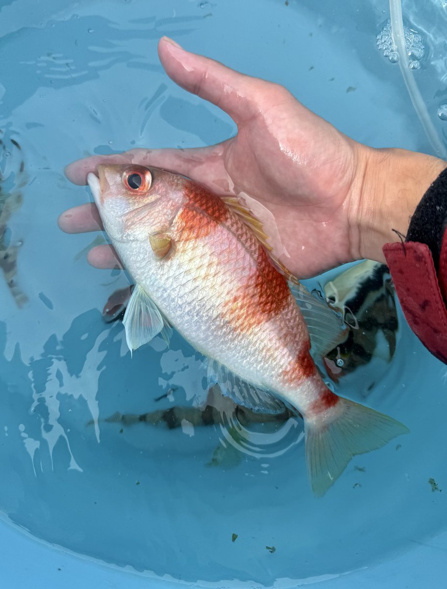 へんな魚おじさん (@_Sakana_Ojisan) / Posts / X