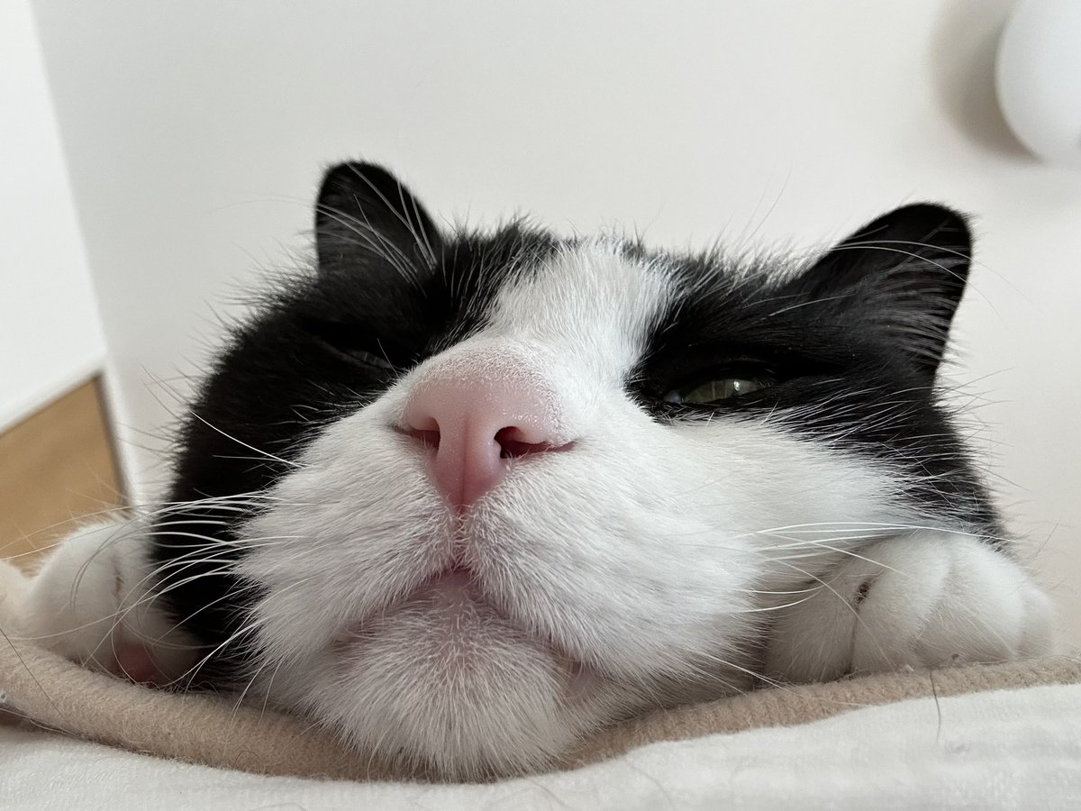 あさひ (@asahiFleetNeko) on X