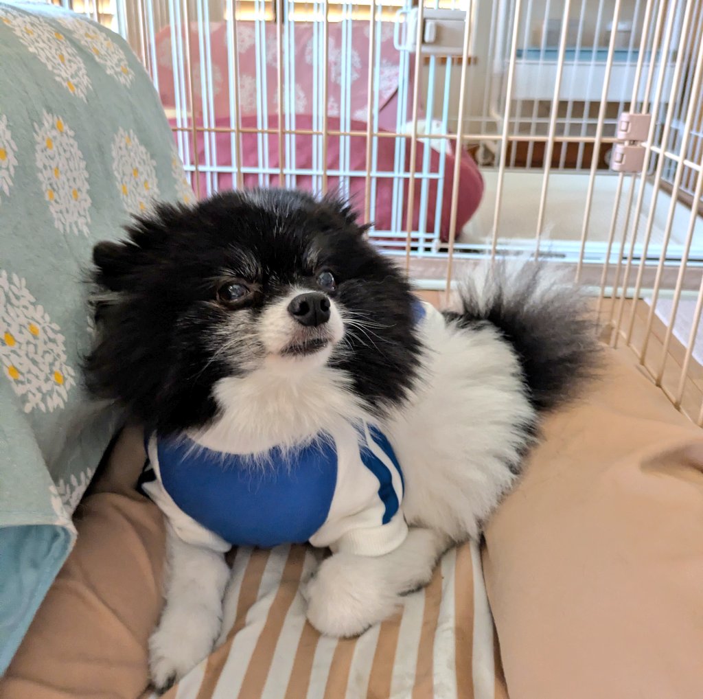 トレーナー着せられても、外は寒いのよ。そんなこともわからないんか？と文句言ってそうな寒がりポメラニアンがこちらです🐶
冬はお散歩キャンセルしたがる都会育ちのワンコ様たちで困ります😅
#ポメラニアン