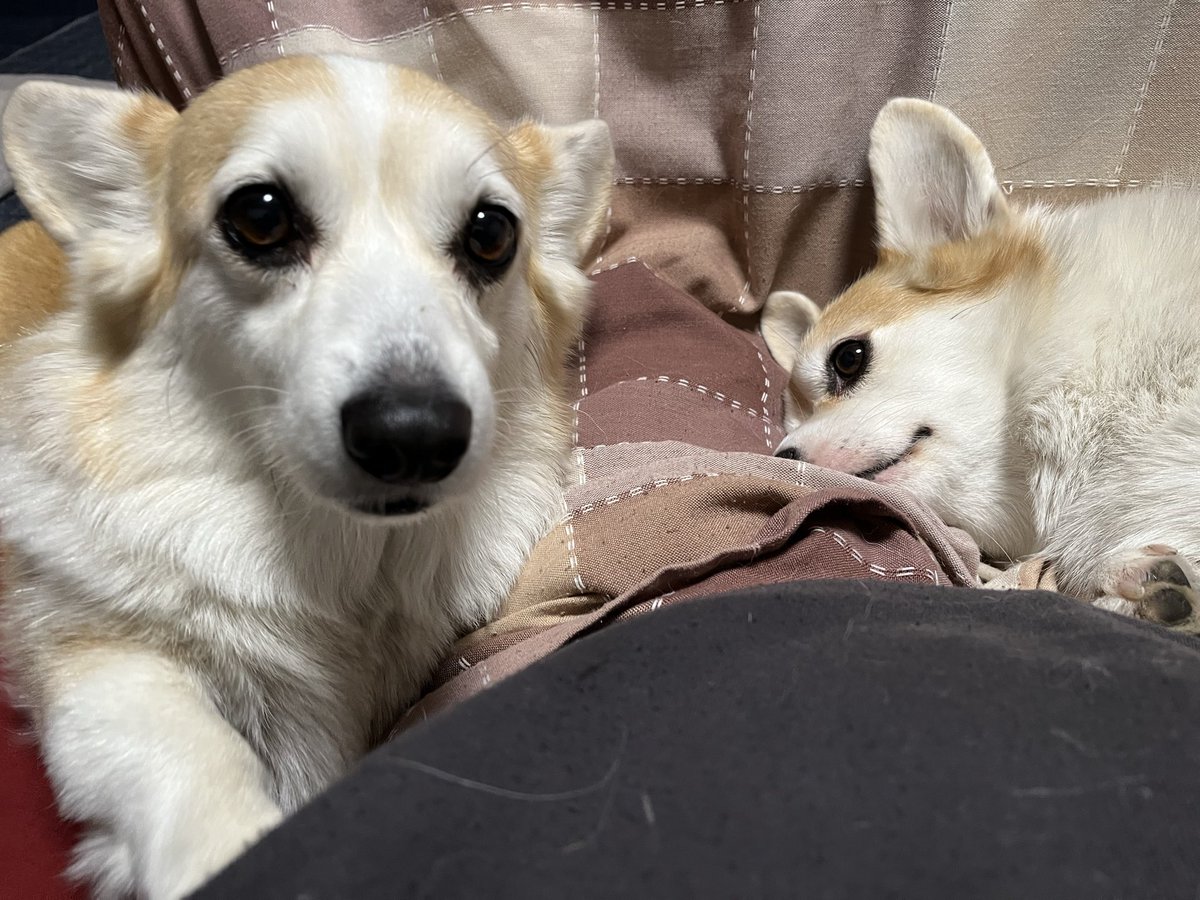 ルーちゃんママ (@tu_qwl) / Posts / X