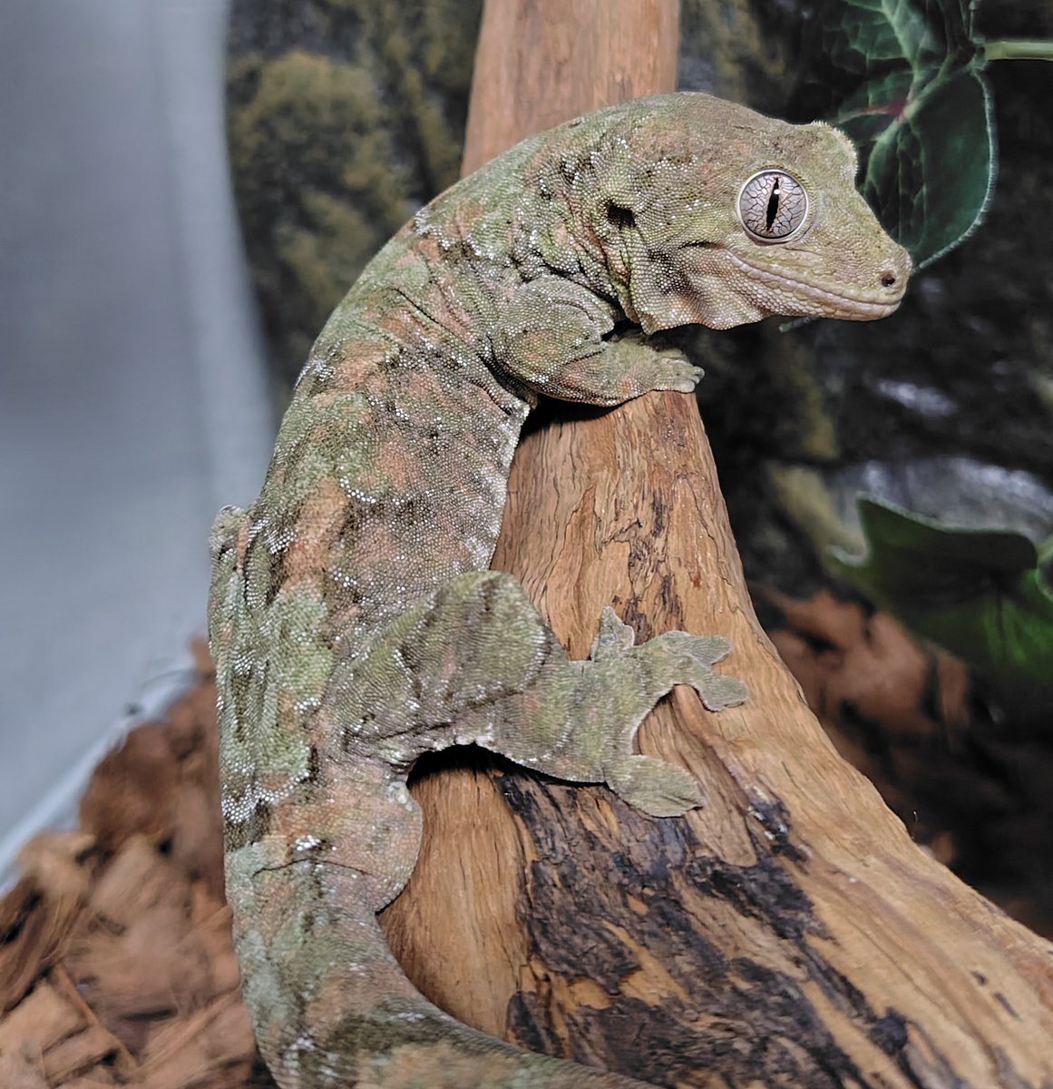 このかっこいいチャホ柄をどうにかして刺繍にできないかずっと考えておる