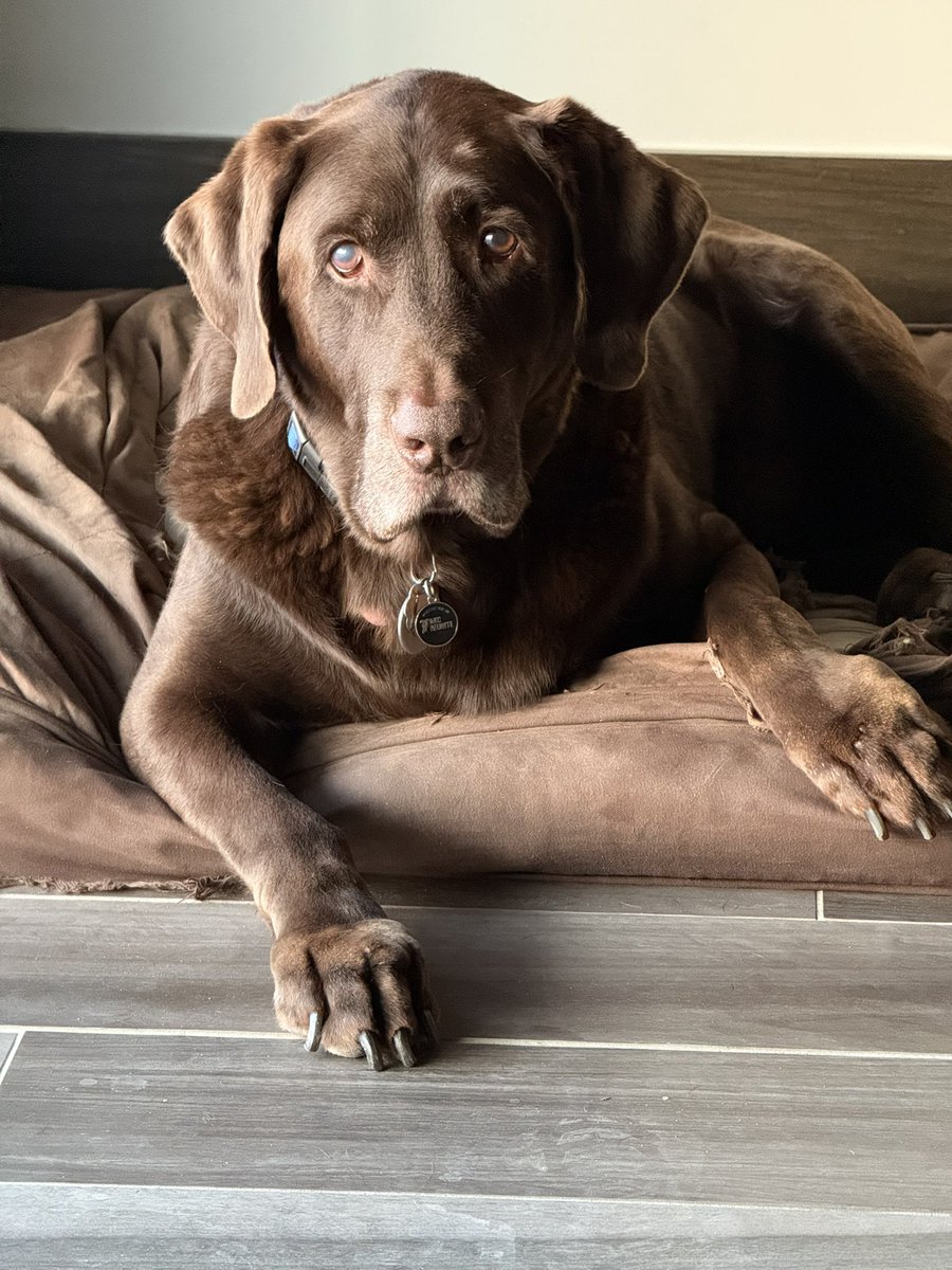 I had to make the heart-wrenching decision to say goodbye to Ruger Thursday night. My heart simply hurts. This gentle giant had been with me through so much for more than 11 years. Of the three, he’s the irreplaceable one. So long, dear friend.

Ruger, 8/29/2014-12/11/2025