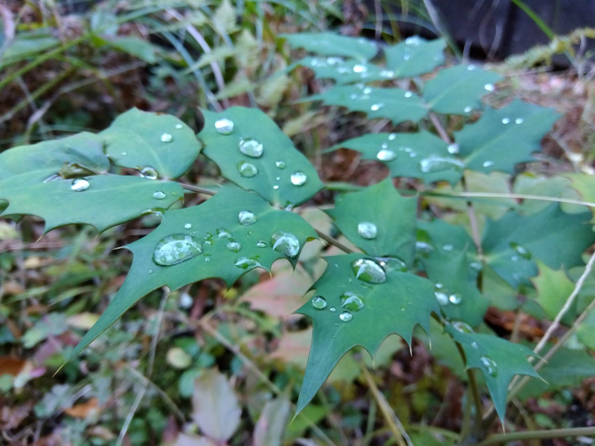 izumin444's tweet photo. 今朝の外気は雨上がりで地面が湿っていて太陽に照らされ大気には水蒸気がたっぷりと含まれて手がかじかむくらい寒くても自然の一部として受け入れてもらって溶け込めているのかもと感じてとても気持ちよかった https://t.co/n2oAq4GzxW