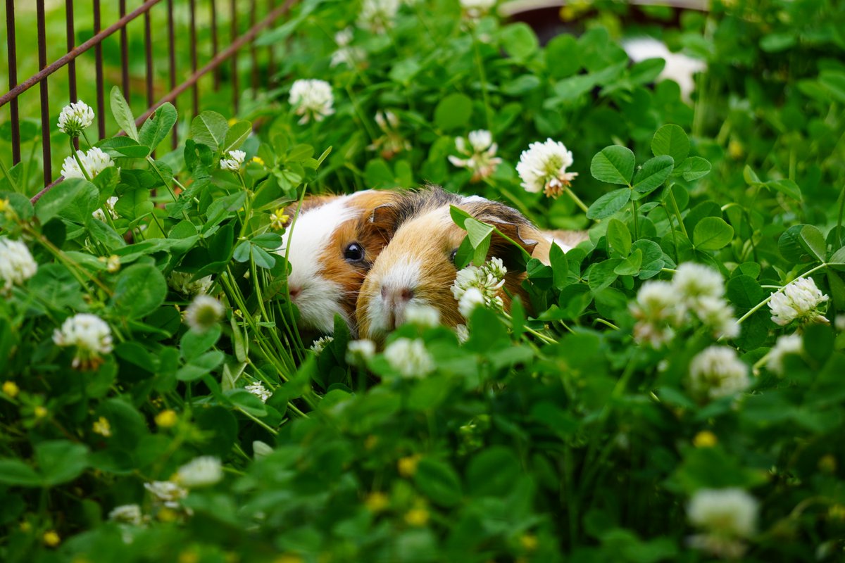 2025.12.13
＃テンジクネズミの飼育日誌　を更新しました。

モルモット　すてっぷ(♀)果物よく食べる。

＃日本平動物園
＃テンジクネズミ
＃nihondairazoo