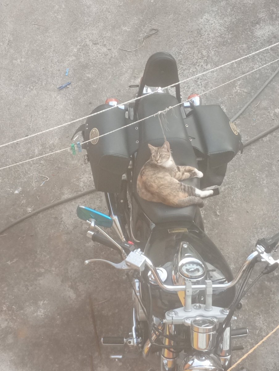 maximo800's tweet photo. @abr6zame Es mi gato encima de mi moto de https://t.co/4C7ckCHT8o